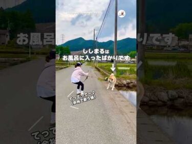 風呂に入ったばかりの愛犬が田んぼに入りたがる｜PECO
