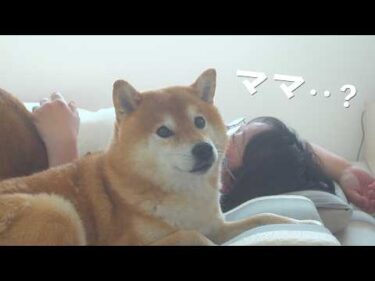 ママの足に異変…柴犬が見せた優しさに涙が出ました