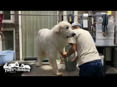 ブラッシング後に速攻で汚れてすぐにブラッシングになったリリーです　Great Pyrenees　グレートピレニーズ