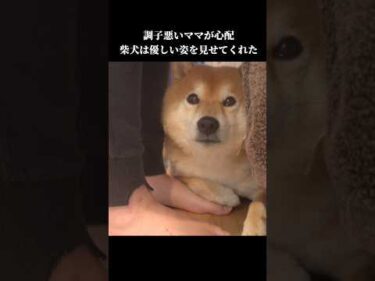 柴犬はママが心配でずっと寄り添い… #癒し #shibainu #犬のいる暮らし