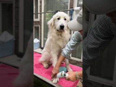 Lily リリー #greatpyrenees #todaysrunrun #グレートピレニーズ #今日のルンルン