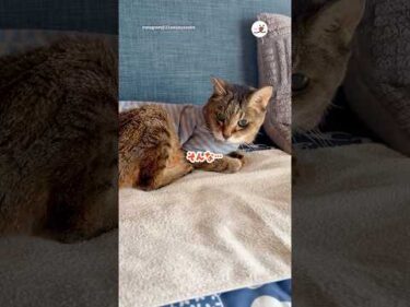 巣の解体宣言に呆然する21歳猫｜PECO