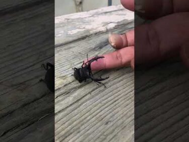 K9