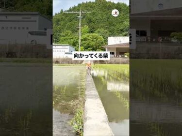 向かってくる柴｜PECO