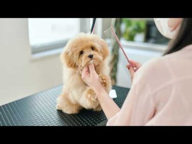 不安で腕をギュッとしちゃうマルプーの子犬、生後5ヶ月の初トリミング