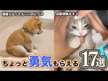 【完璧じゃないから愛おしい】見ると不思議と勇気が出る動画｜PECO