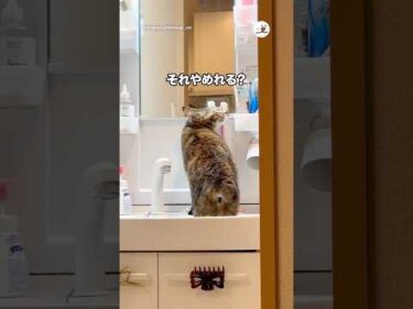 歯ブラシをブラシにするのやめて😂｜PECO
