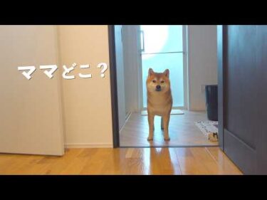 帰宅したらママと猫たちがいませんでした。