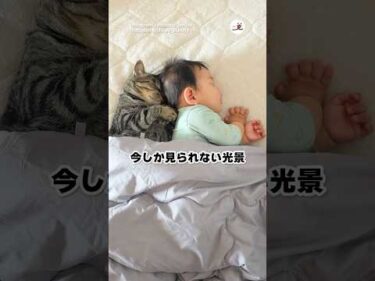 双子かと思った🐱👶｜PECO