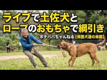 【ライブ】土佐犬とっさんとライブで綱引き