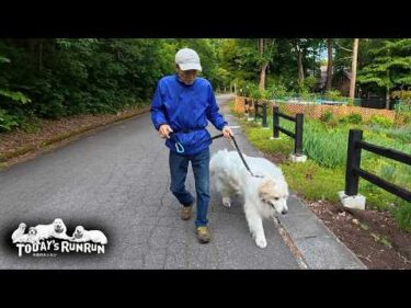 とても調子が良くていつもよりずいぶん先まで歩いたアランです　Great Pyrenees　グレートピレニーズ