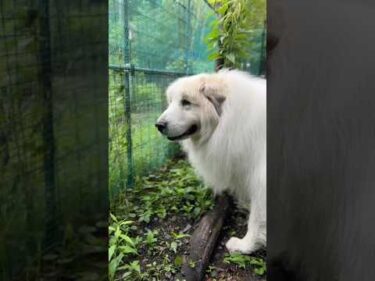 Alain アラン #greatpyrenees #todaysrunrun #グレートピレニーズ #今日のルンルン