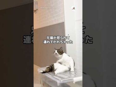 兄猫が怒られて連れてかれちゃった…｜PECO