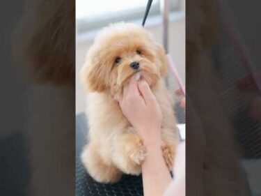 【動画全編は⬆️】トリマーの腕に抱きついてしまう子犬マルプー