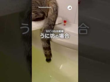 ふたりとも気付いてない…｜PECO