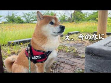 散歩中の柴犬を、急遽車で迎えに行く事態に