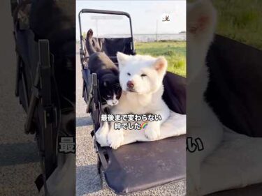 最後まで変わらなかったふたりの関係｜PECO