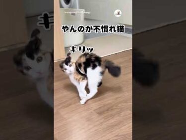 「やんのか」まだ慣れてない🔰｜PECO