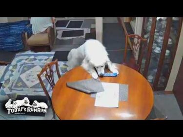 現行犯確保！リモコン破壊中にお父さんに見つかったリリーです　Great Pyrenees　グレートピレニーズ