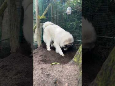 Belle ベル #greatpyrenees #todaysrunrun #グレートピレニーズ #今日のルンルン
