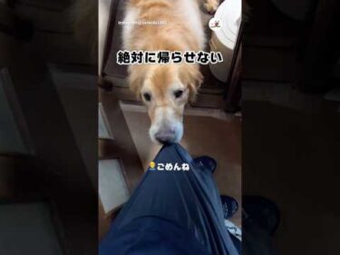 帰ってほしくないゴルのさくら🌸｜PECO