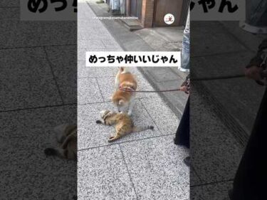 【親友】お散歩中のお友達｜PECO