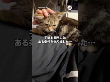 子猫を飼うにはある条件がりました…｜PECO