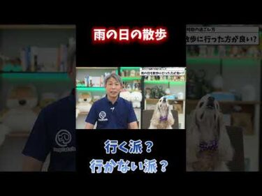 雨の日の散歩、行くべき？休むべき？【ドッグトレーナー解説】