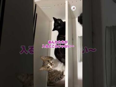 そこは食器棚っちゃー｜PECO