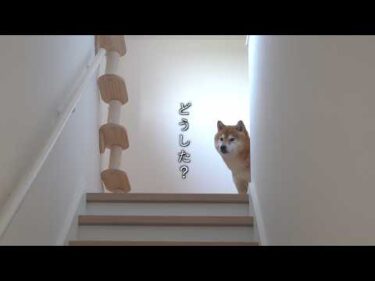 森に行ったら、柴犬の様子がおかしい