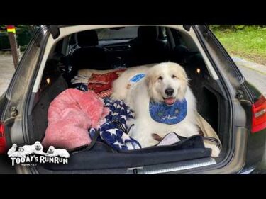 お父さんの車でシャンプーへ行きとても嬉しそうなアランです　Great Pyrenees　グレートピレニーズ