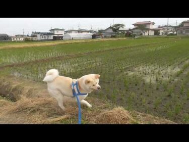 【秋田犬ゆうき】体重と手足の細さを考えずに走りまた手首をひねって飼い主に小言を言われてしまう【akita dog】
