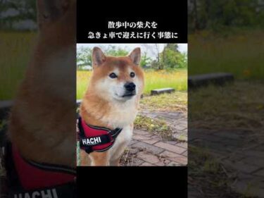 散歩中の柴犬を急きょ迎えに行くことになりました #お迎え #shibainu #犬のいる暮らし