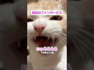 神対応する子猫さん🥰｜PECO