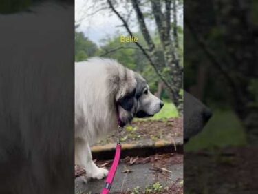 Belle ベル #greatpyrenees #todaysrunrun #グレートピレニーズ #今日のルンルン