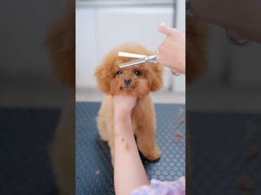 可愛いすぎるお顔の子犬をカットしたら・・・🤣