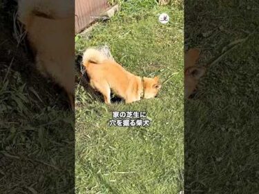 そんなに掘っていたとは😂｜PECO