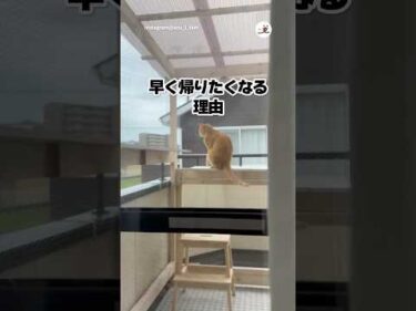 毎日早く帰りたい🐱｜PECO