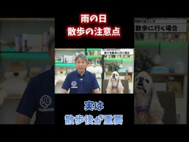 雨の日の散歩後に必ず確認してほしい3か所