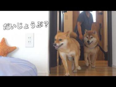 柴犬妹、再検査へ