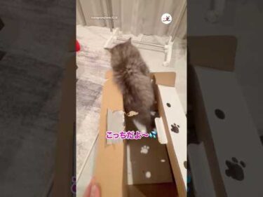 ヤンチャすぎる子猫をお迎えしました！｜PECO