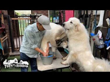 仲良く泥足になり、仲良く洗ってもらったベルとリリーです　Great Pyrenees　グレートピレニーズ