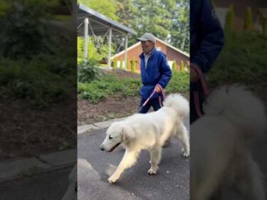 Lily リリー #greatpyrenees #todaysrunrun #グレートピレニーズ #今日のルンルン