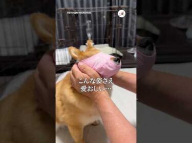 ぺっぺこぺーにマスクをプレゼントした｜PECO