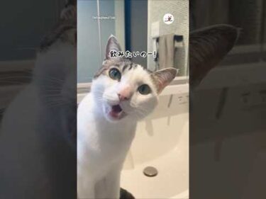 愛猫が首傾げて話しかけてくる｜PECO