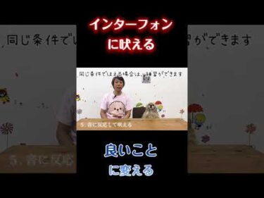 インターホン吠えはこう変える【犬のしつけ】