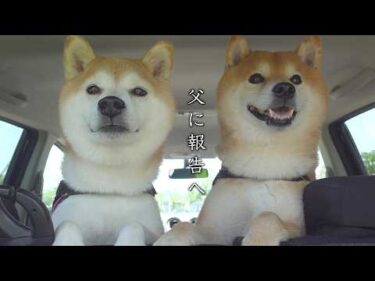 柴犬たちと、お墓へ報告に