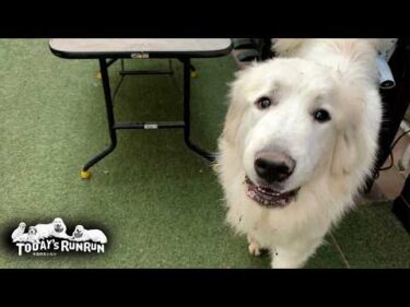 ベルが散歩中なので…お留守番は落ち着かないリリーです　Great Pyrenees　グレートピレニーズ