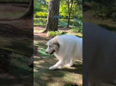 Alain アラン #greatpyrenees #todaysrunrun #グレートピレニーズ #今日のルンルン