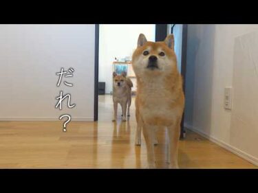 この日、柴犬は何度も玄関へ向かいました